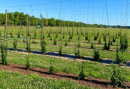 Figure 1. Hops planted in Alabama at the Auburn University – E.V. Smith Research and Extension Center.