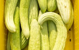 Example of the fruit of the Armenian Cucumber.