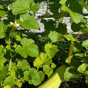 Figure 1a. Example of a plant of the Armenian Cucumber.