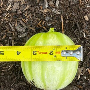 Figure 2b. Example of a fruit of Carosello.