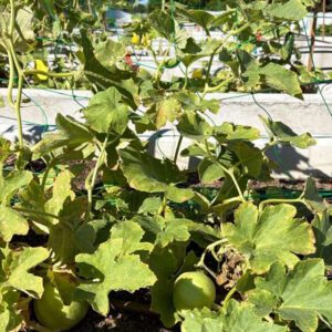 Figure 2a. Example of a plant of Carosello.