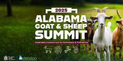 A picture of goats in a pasture with the words "2025 Alabama Goat & Sheep Summit. Sustainable Livestock Care for Performance & Profitability" in the center and the Alabama Extension and Alabama A&M university co-branded logos in the bottom left corner.