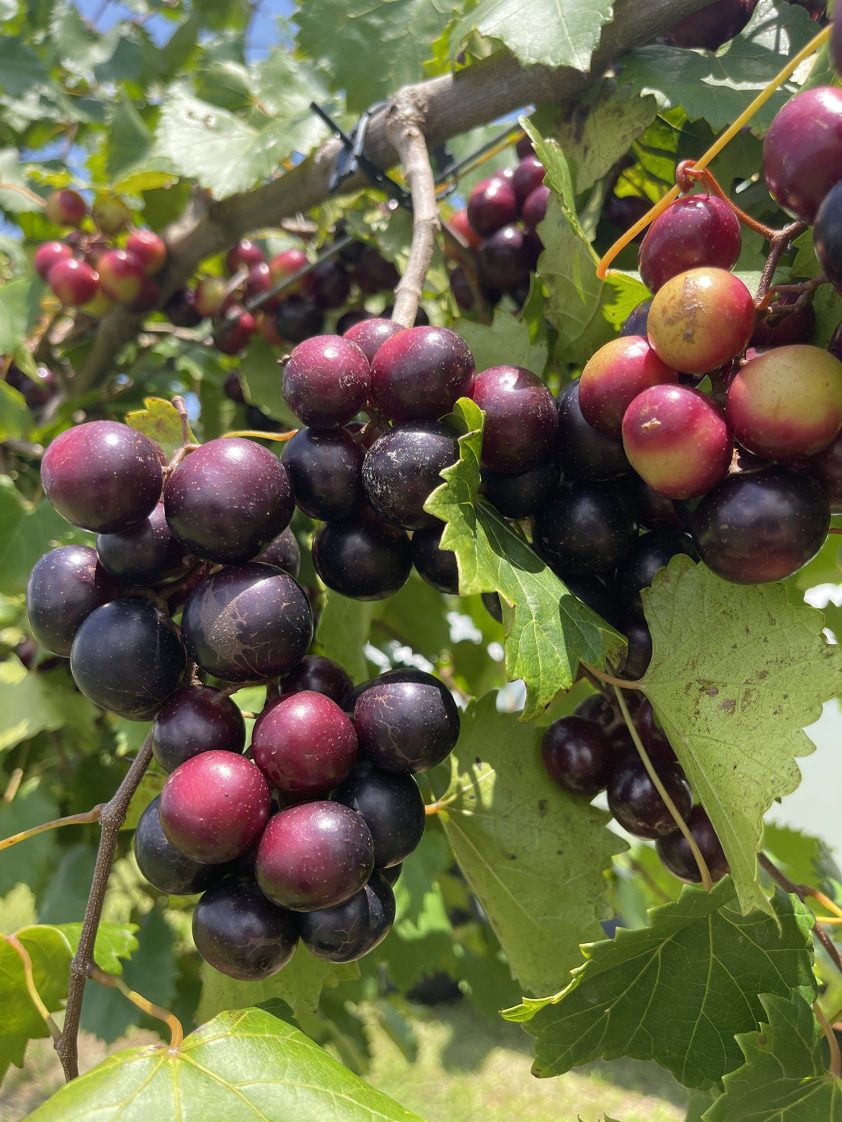 Muscadine grapes on a vine.