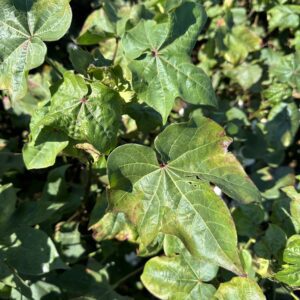 Leaves of cotton plant showing damage caused by cotton jassids.