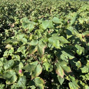 Leaves of cotton plant showing damage caused by cotton jassids.