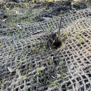 Figure 11. Live stake installed under erosion control matting at a stream restoration site.