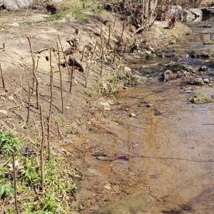 Figure 12. Live stakes installed along a stream.