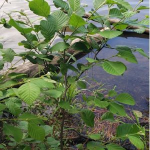 Figure 17. Smooth alder (Alnus serrulata).