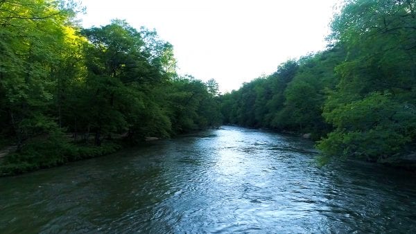 Figure 1. A healthy riparian buffer along an Alabama waterway.