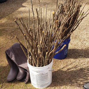 Figure 4. Cut live stakes stored for installation in a water bucket.