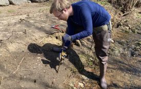Figure 9. Installing live stakes next to a stream.
