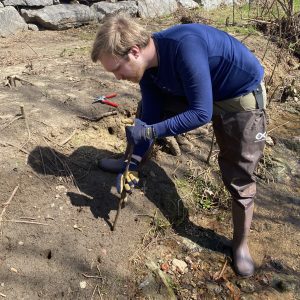 Figure 9. Installing live stakes next to a stream.