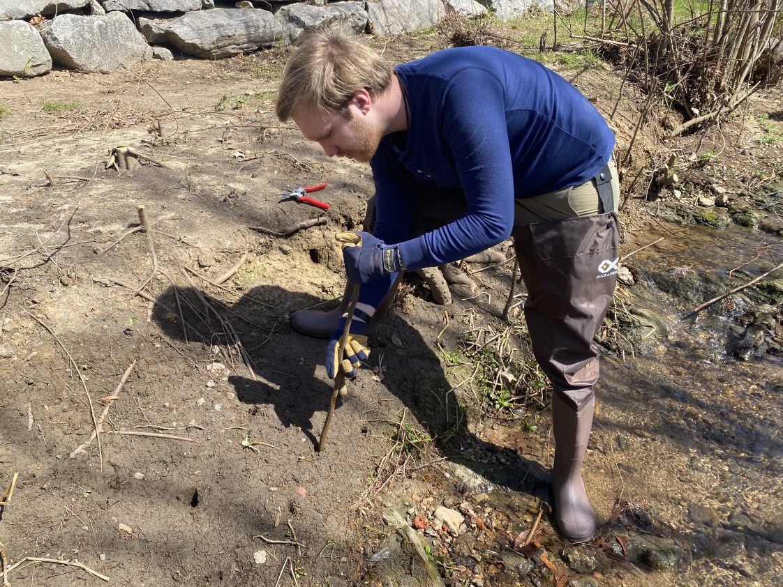 Figure 9. Installing live stakes next to a stream.