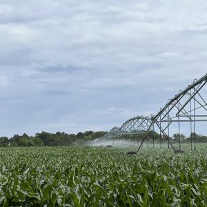 Center pivot irrigation in a corn field.