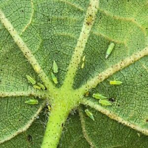 Cotton jassids on underside of cotton plant.