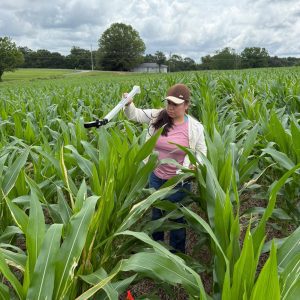 A person measuring leaf area index in a corn field.