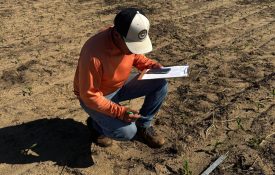 A man measuring the plant density in a corn field.