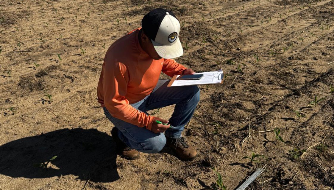 A man measuring the plant density in a corn field.