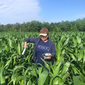 A person measuring leaf area index in a corn field.