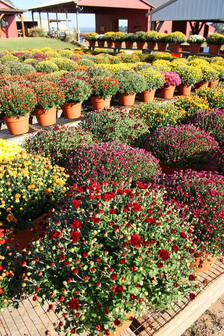 Mums for sale at a garden center