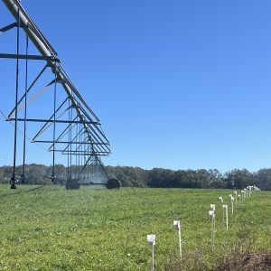 Pivot irrigation in an on-farm trial corn field.