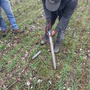 A person taking a soil sample in a corn field.