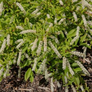 Figure 20. Sweetspire (Itea virginica).