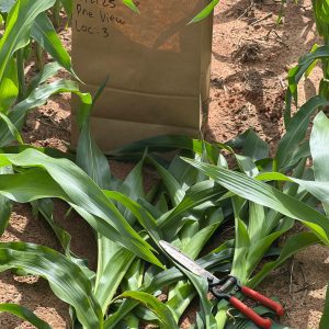 A brown paper bag sitting on the ground next to corn plants and garden shears.