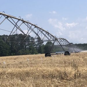 Irrigation equipment in a cotton field.