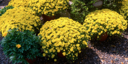 Pooted yellow mums