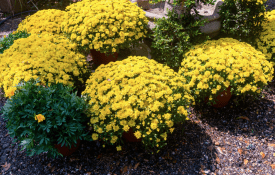Pooted yellow mums