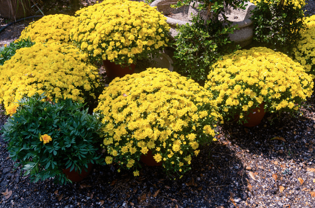 Pooted yellow mums