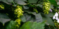 Bright green Chinook hop cones ready to harvest.