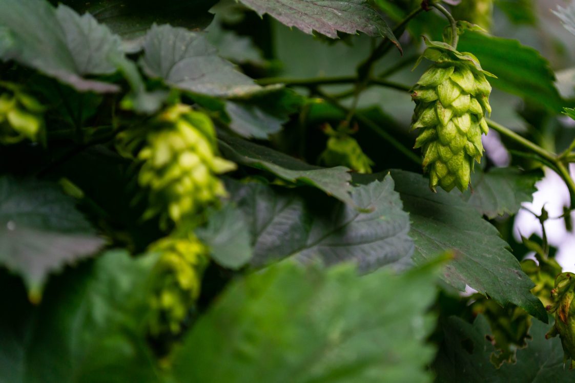 Bright green Chinook hop cones ready to harvest.