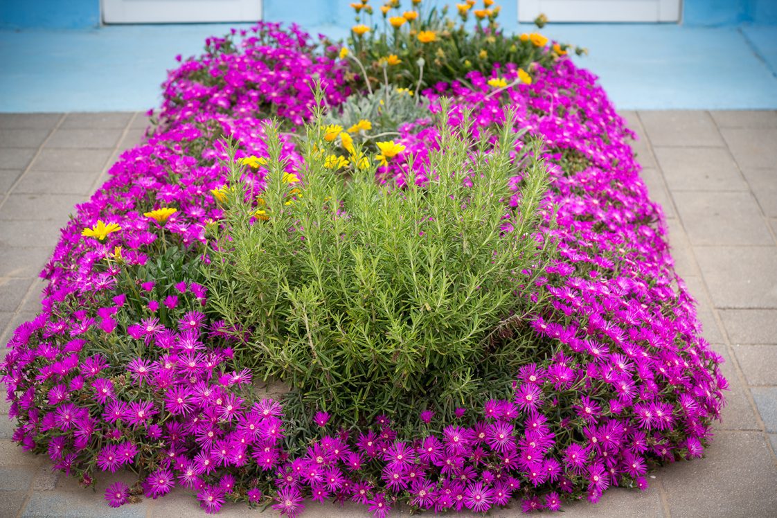 Purple asters growing in a flower bed.