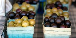 Muscadine and scuppernong grapes on display at a local farmers market in autumn.