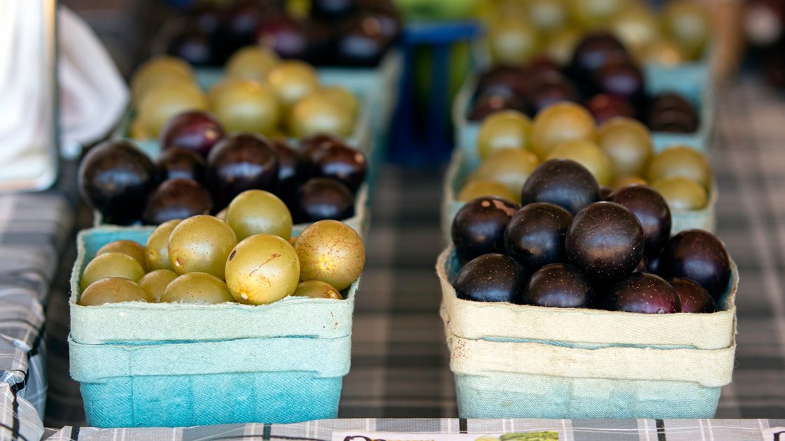 Muscadine and scuppernong grapes on display at a local farmers market in autumn.
