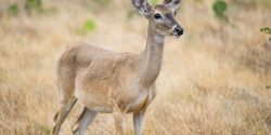Wild south Texas white-tailed deer doe antler less deer.