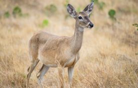 Wild south Texas white-tailed deer doe antler less deer.