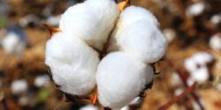 A closeup of a cotton boll .