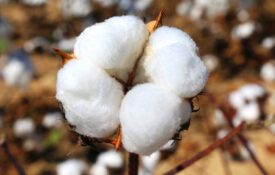 A closeup of a cotton boll .