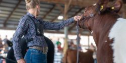A teenage girl showing a Shorthorn heifer.