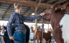 A teenage girl showing a Shorthorn heifer.