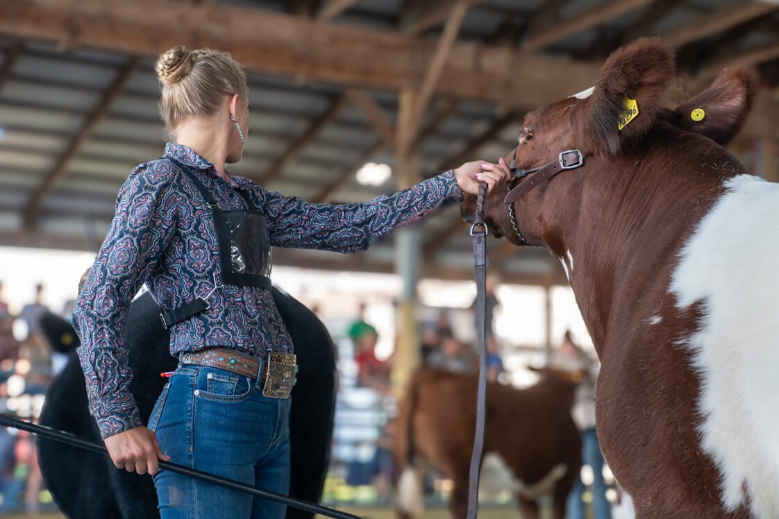 A teenage girl showing a Shorthorn heifer.