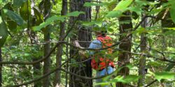 A view of someone looking through a thick forest to see someone measuring a tree.