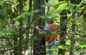 A view of someone looking through a thick forest to see someone measuring a tree.