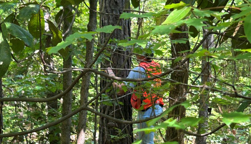 A view of someone looking through a thick forest to see someone measuring a tree.