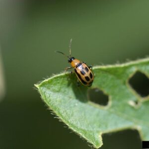 Figure 1. Adult bean leaf beetle. (Photo credit: Ward Upham, Kansas State University, Bugwood. org.)