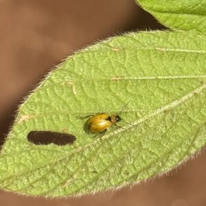 Figure 2. Adult bean leaf beetle with distinguishing triangle at “neck.”