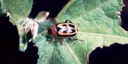 Figure 3. Adult bean leaf beetle with distinguishing triangle, forewing markings, and black border. (Photo Credit: Kansas Department of Agriculture, Bugwood.org)